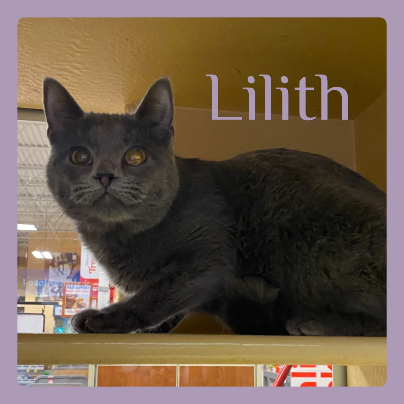 Lilith - Photo 1
