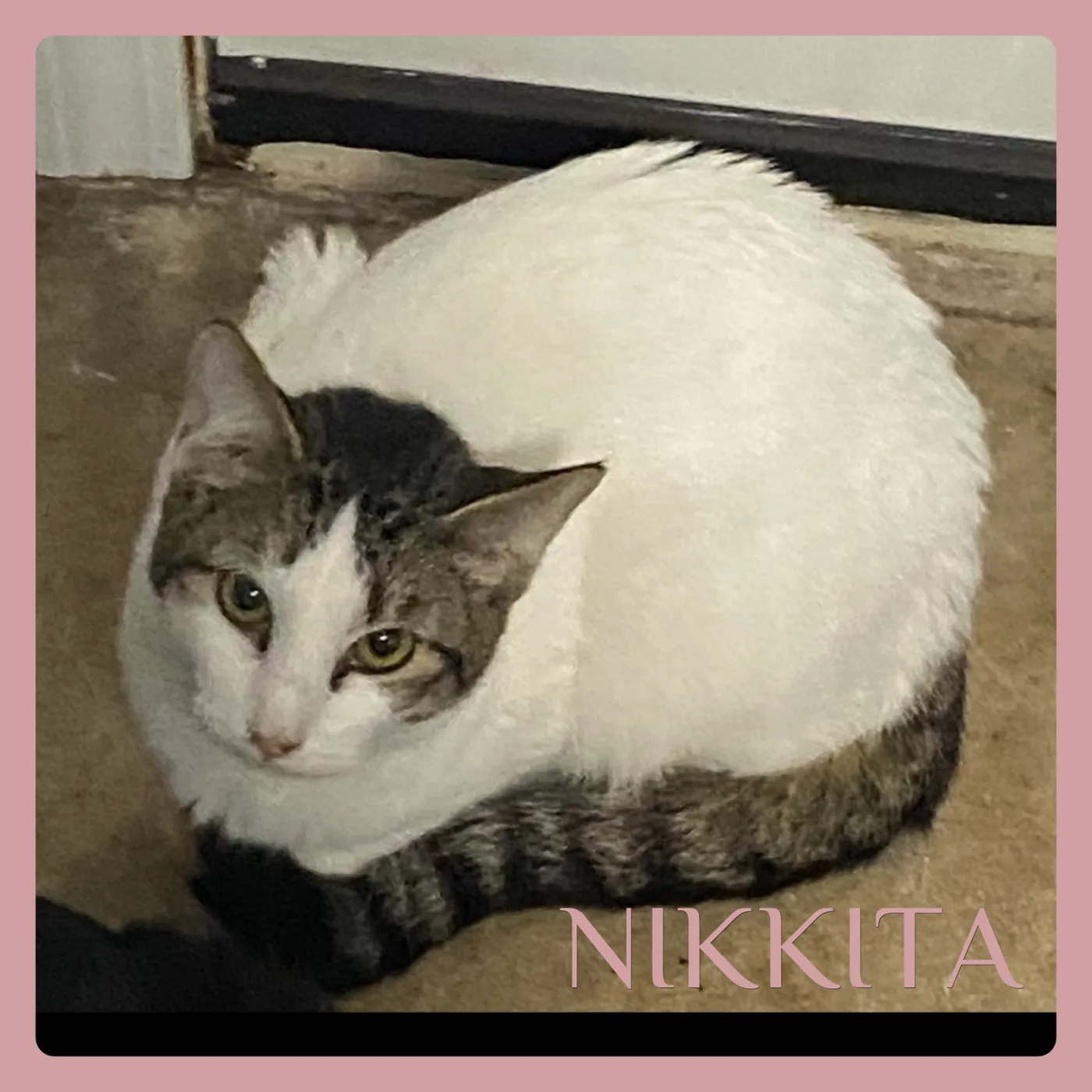 Nikkita - Photo 1
