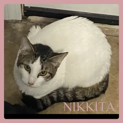 Nikkita