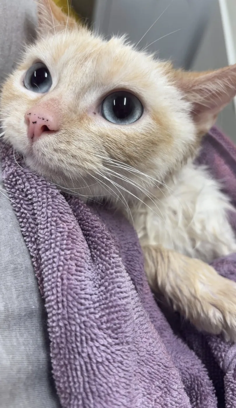 Strawberry - Photo 1