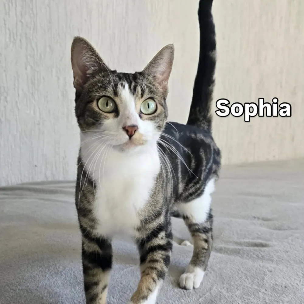 Sophia - Photo 1