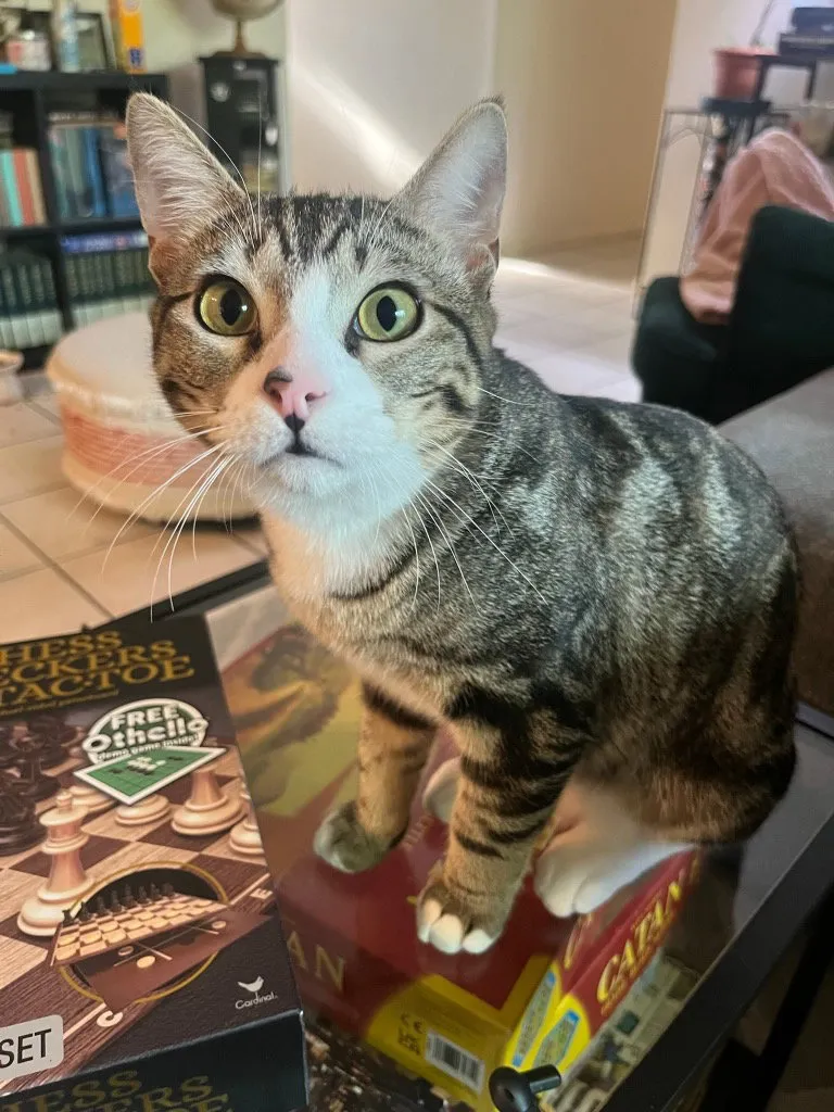 Flower Child - Photo 1