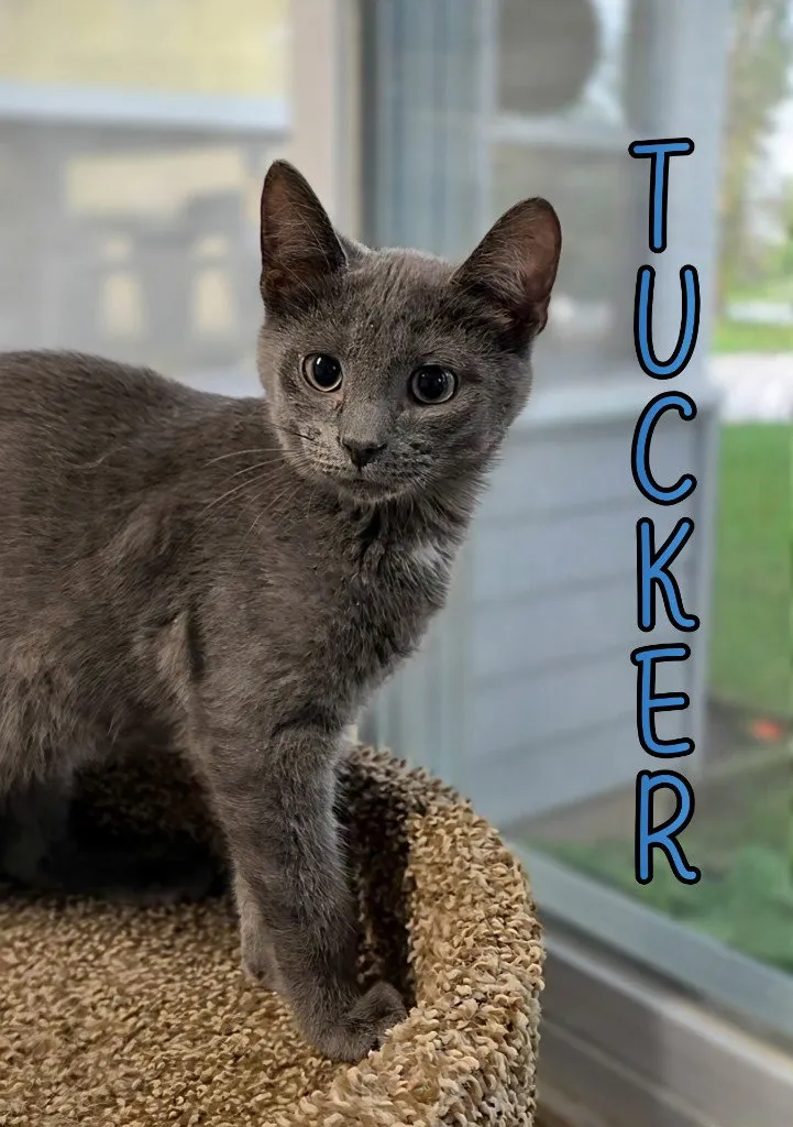 Tucker - Photo 1