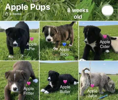 Apple Pups