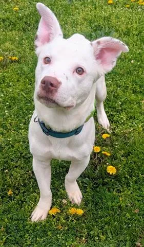 Stuart Little - Photo 1