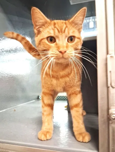 Chili Pepper - Photo 1