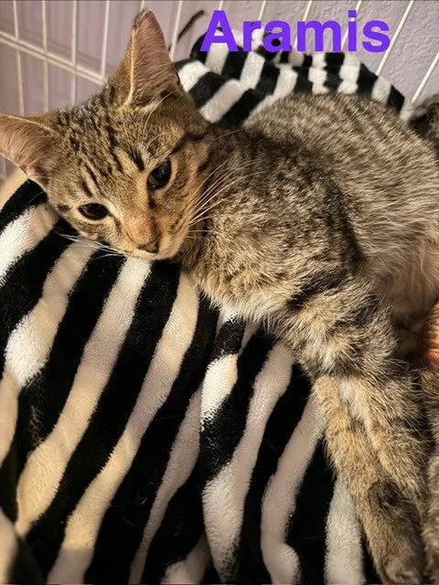 Aramis - Photo 1