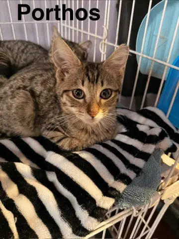 Porthos