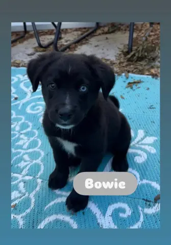 Bowie
