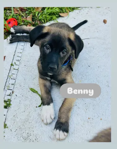 Benny