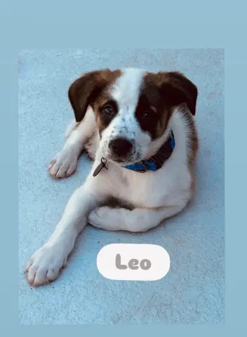 Leo