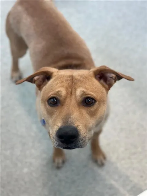 Funnel Cake - Photo 1