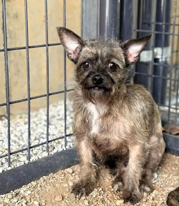 Strawberry - Photo 1