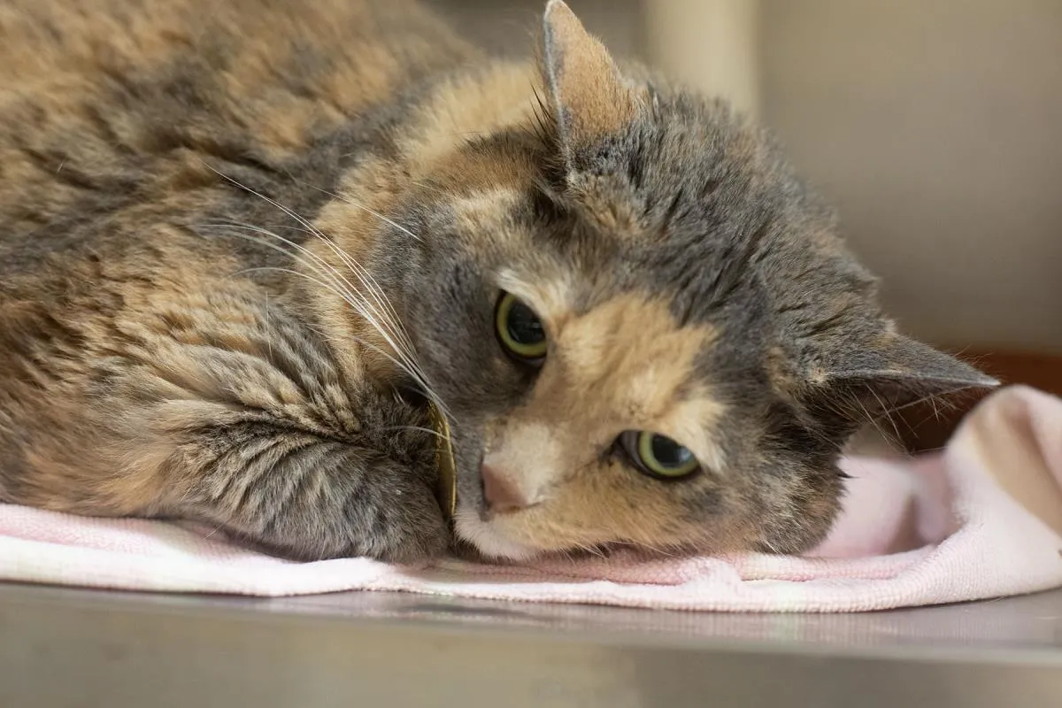 Cotton Tail - Photo 1