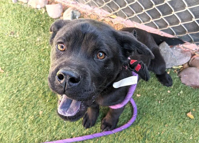 Blackberry - Photo 1