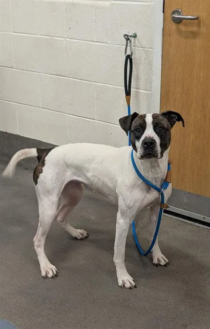 Butterscotch - Photo 1