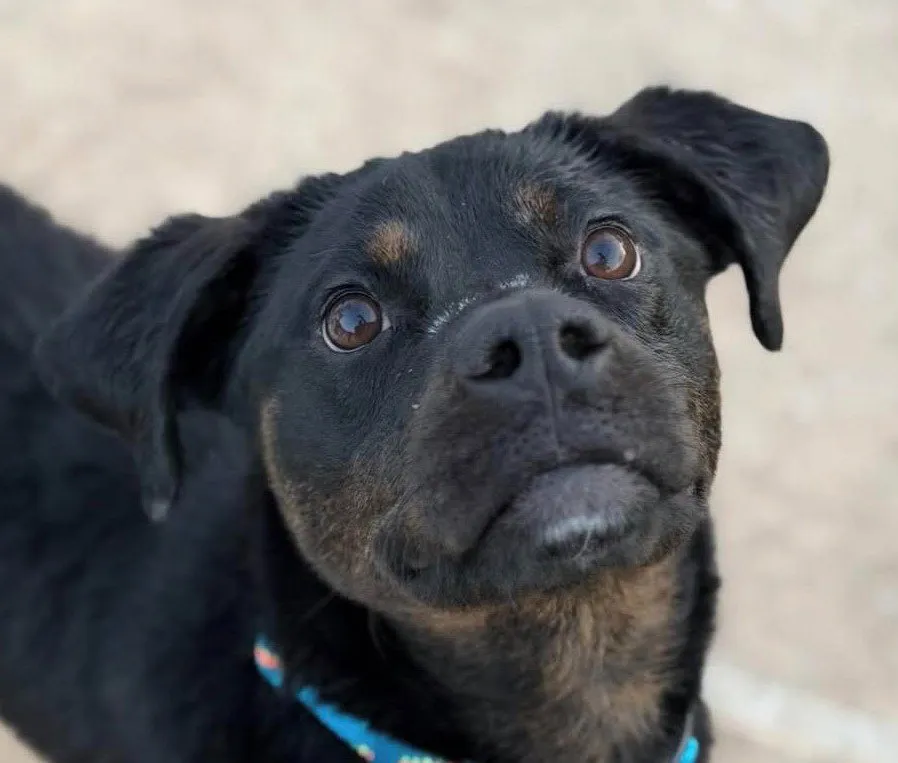 Outlaw Potato - Photo 1