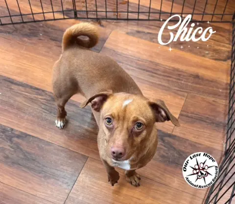 Chico