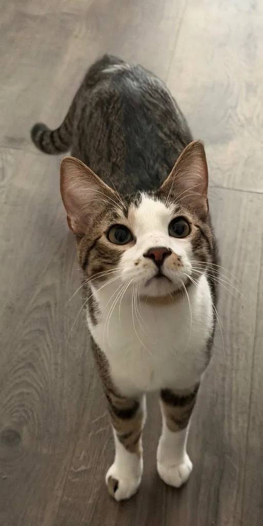 Marshmallow - Photo 1