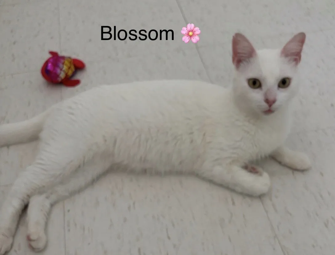 Blossom - Photo 1