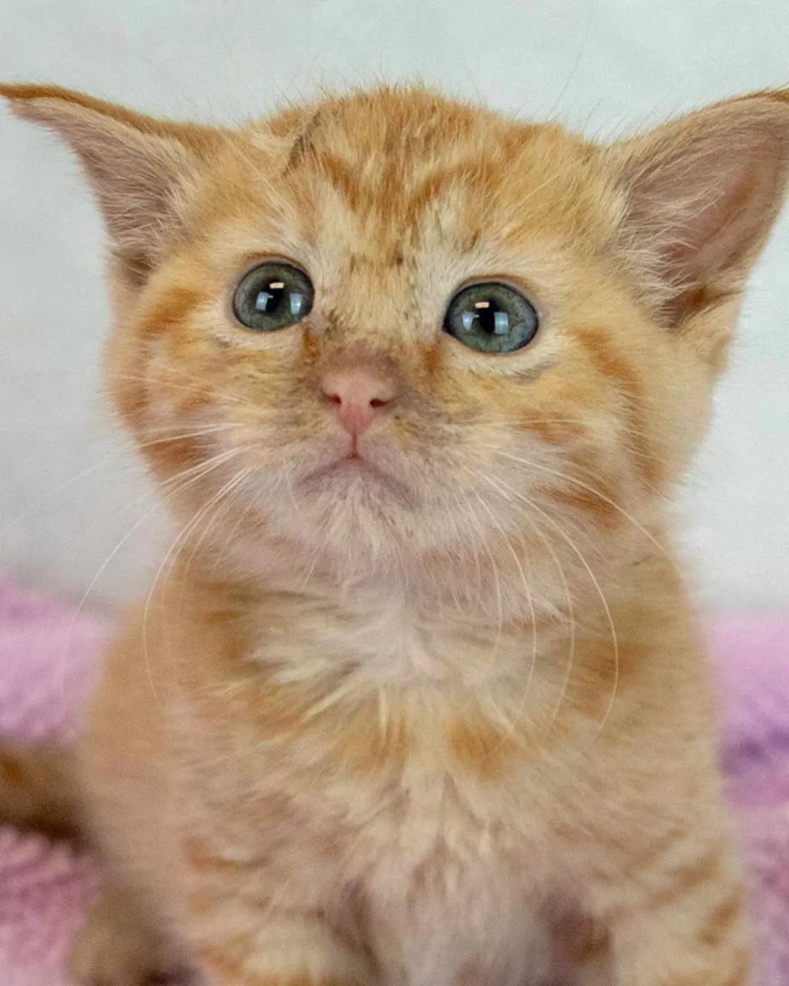 Lauderdale - Photo 1