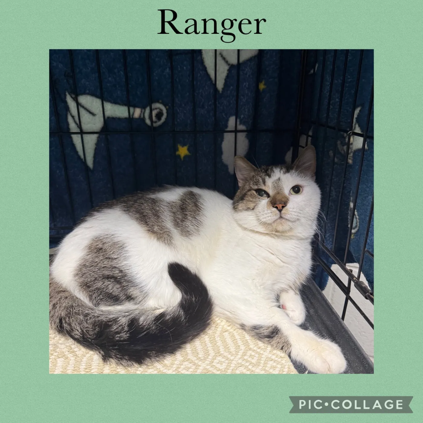 Ranger - Photo 1