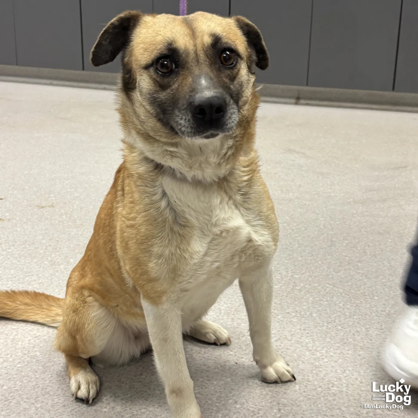 Antebellum - Photo 1