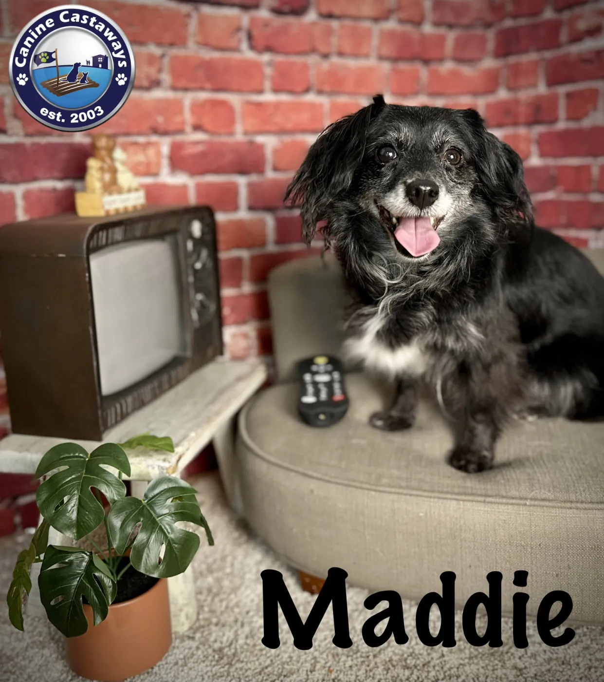 Maddie - Photo 1