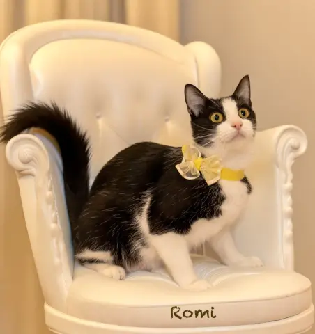 Romi