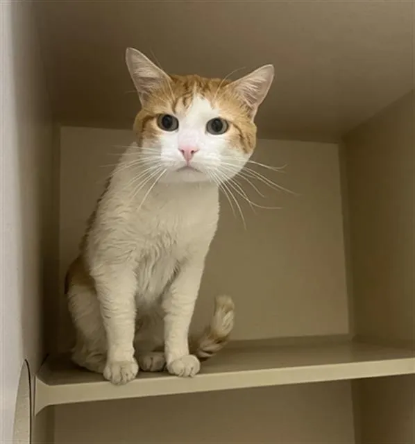 Creamsicle - Photo 1