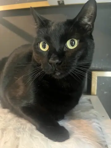 Otis