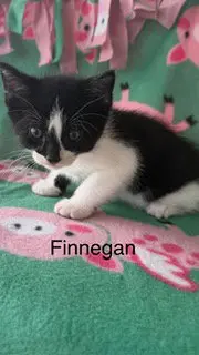 Finnegan
