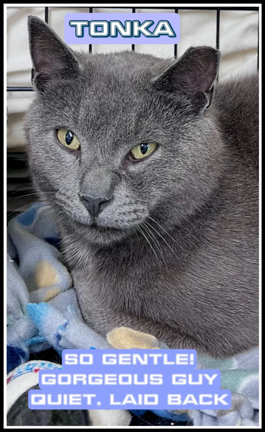 Tonka - Photo 1