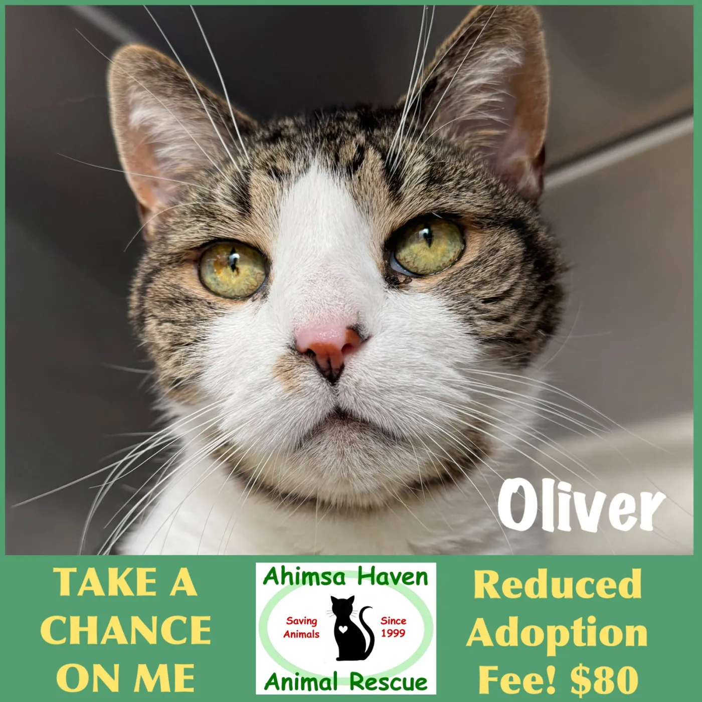 Oliver - Photo 1