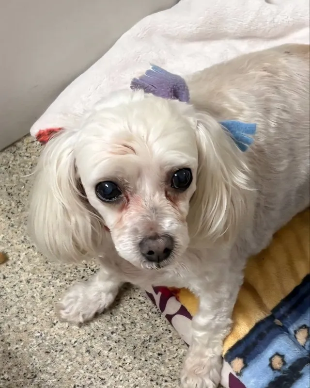 Tinkerbell - Photo 1