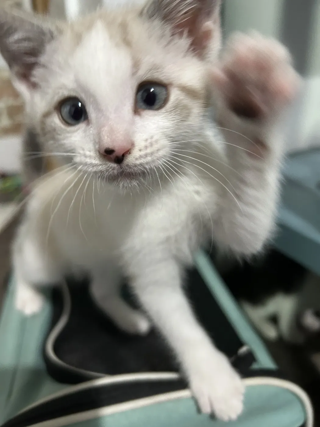 Snow Leopard - Photo 1