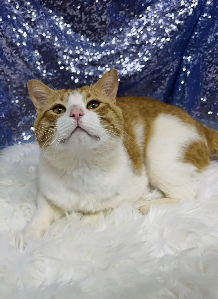 Creamsicle - Photo 1