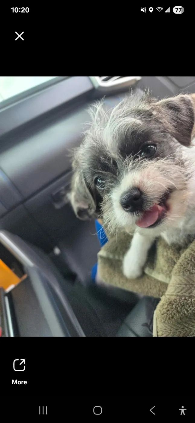 Buzz and Woody - Photo 1