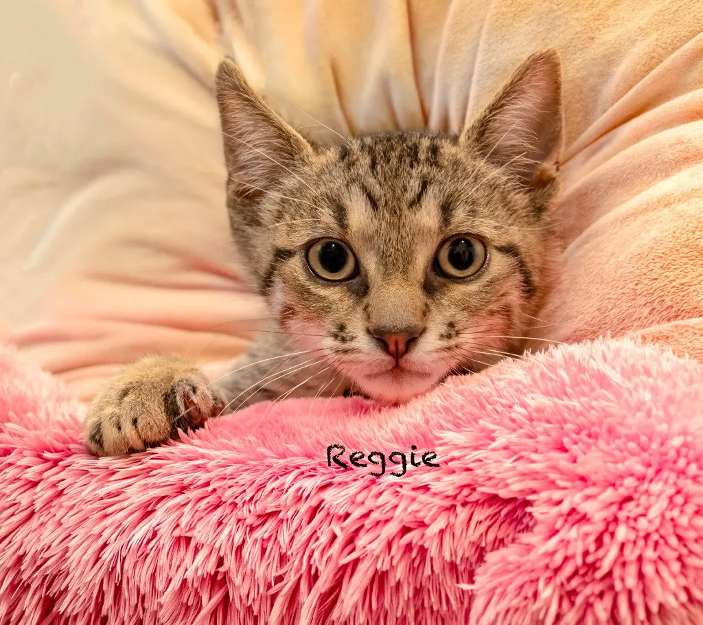 Reggie - Photo 1