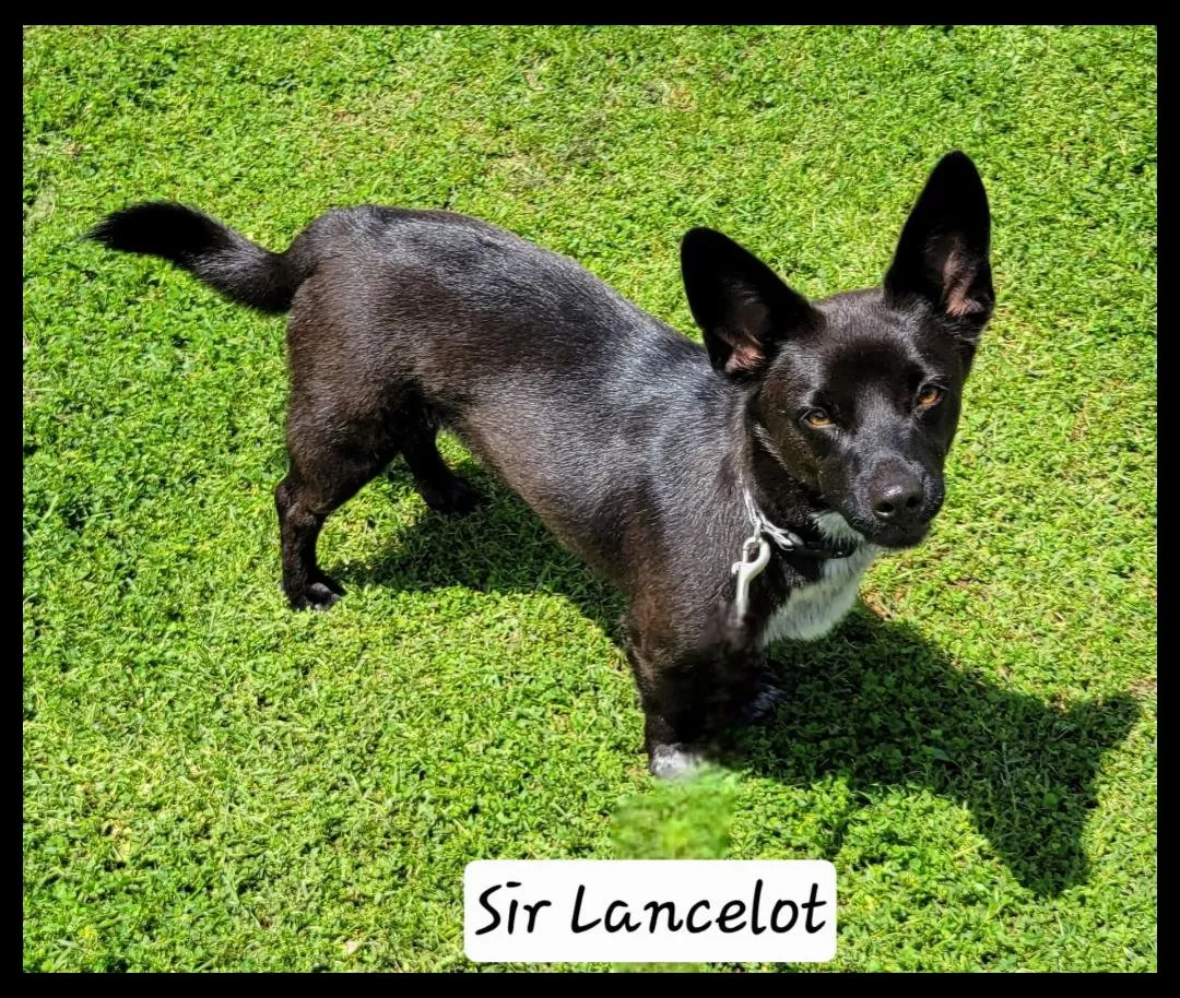 Sir Lancelot - Photo 1
