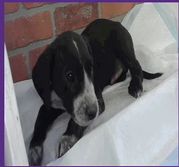 Marshmallow - Photo 1