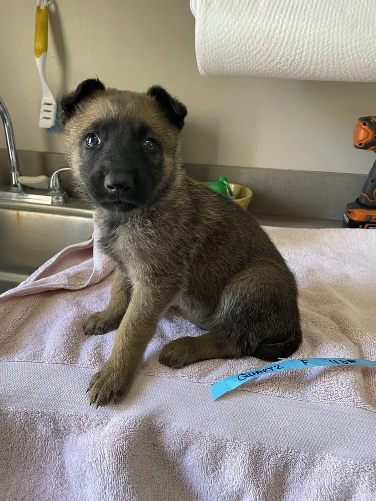 Geo Pups Quartz - Photo 1