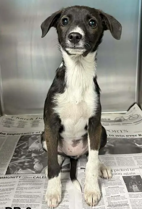 Alabama Blaze - Photo 1