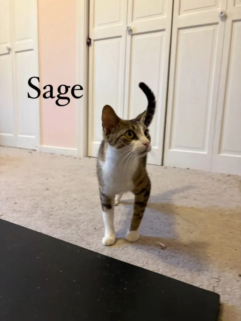 Sage - Photo 1