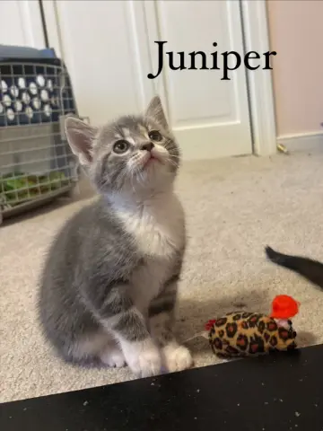 Juniper