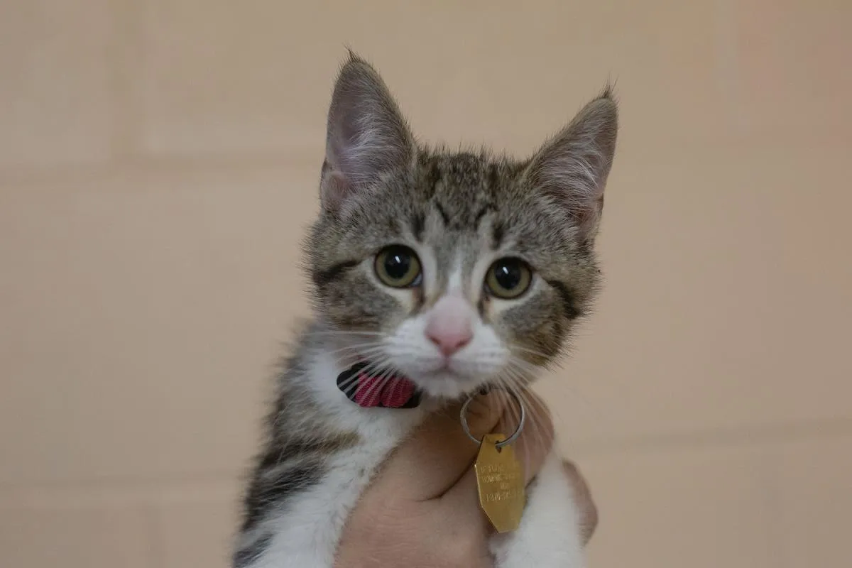 Princess Meow - Photo 1