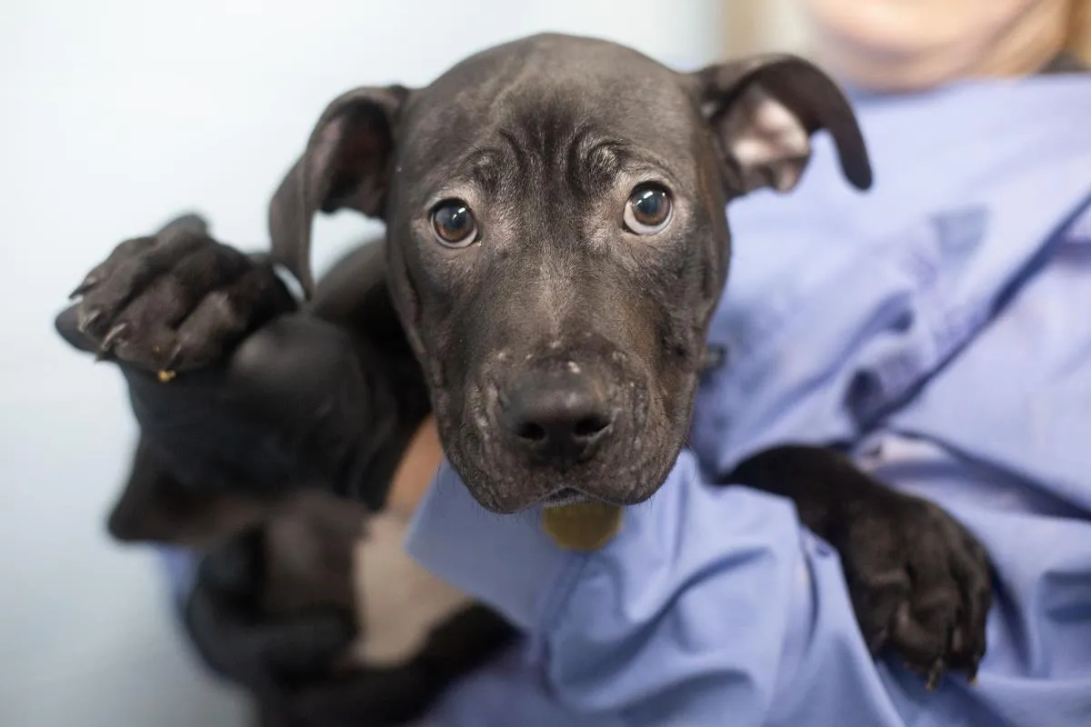 Sherlock Bones - Photo 1