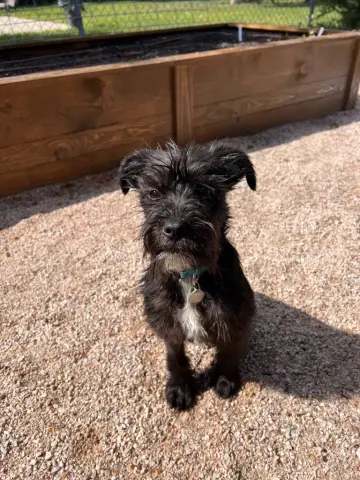 Huckleberry