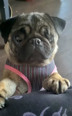 Mimi