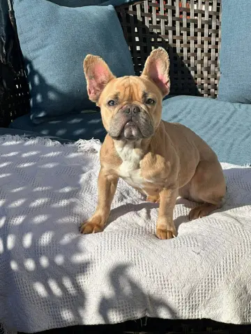 Frankie